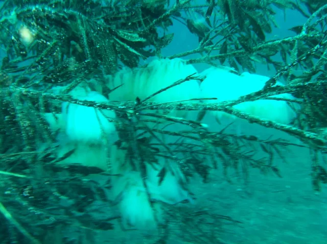 伊豆・大瀬崎でのダイビング：水中で撮影したイカの群れ