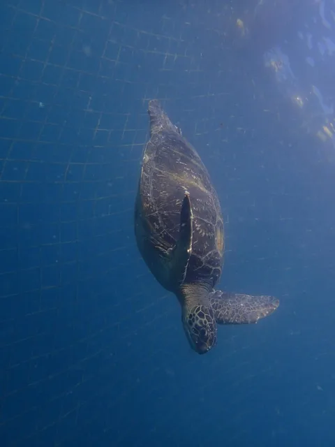 青い海を泳ぐウミガメ