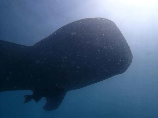 水中を泳ぐ大きな魚