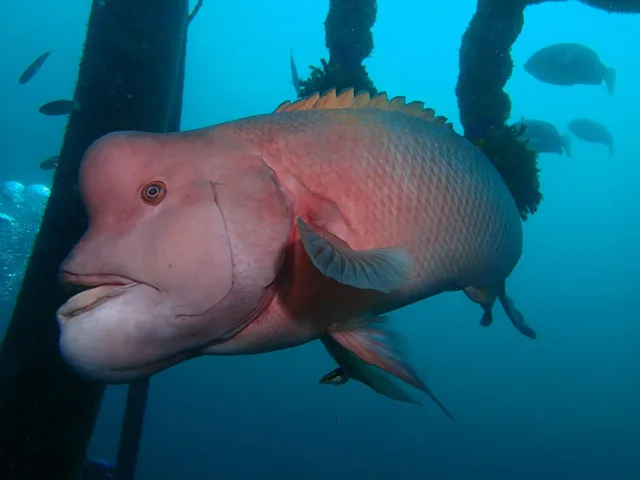 水中で撮影した大きな魚