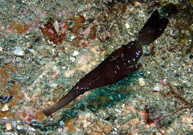 海底で撮影した細長い魚