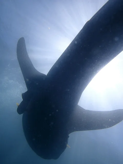 水面の光を背景に泳ぐ大きな魚