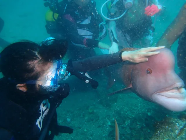 水中で魚を観察するダイバー