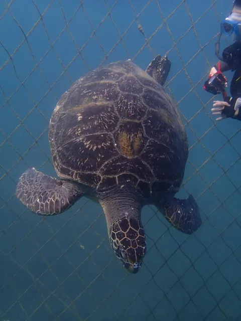 海底近くを泳ぐウミガメ