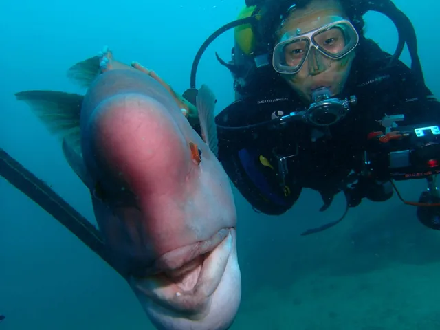 大きな魚と泳ぐダイバー