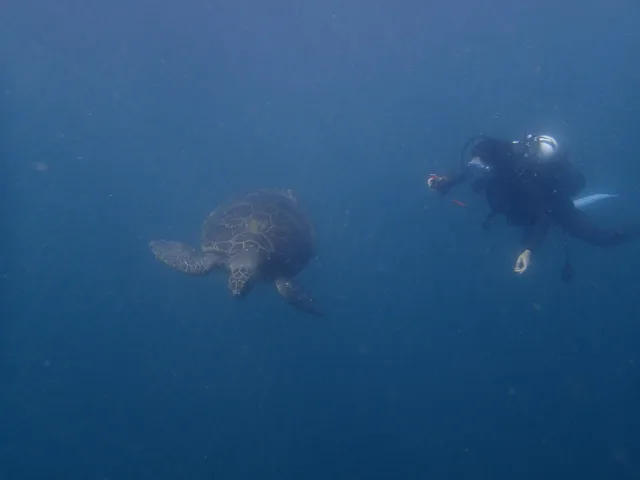 水中を泳ぐウミガメ