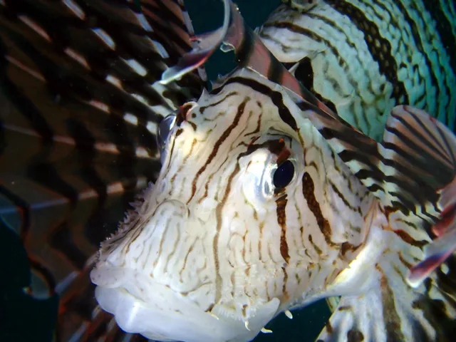 伊豆・大瀬崎でのダイビング：水中の魚の顔の接写