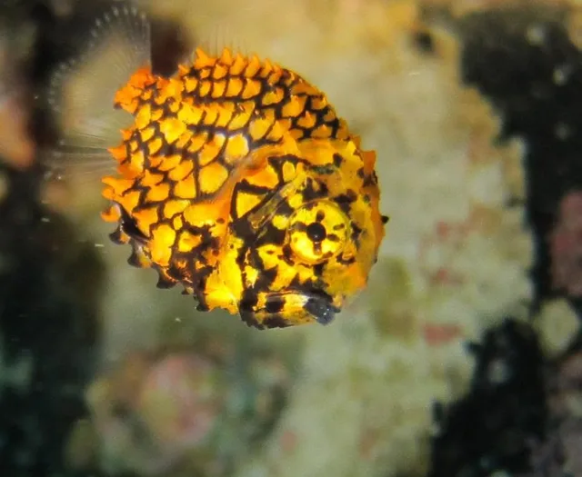 水中で撮影した黄色い魚