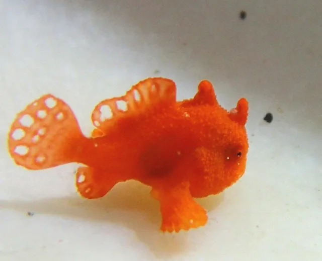 伊豆・大瀬崎でのダイビング：水中のオレンジ色の小さな魚