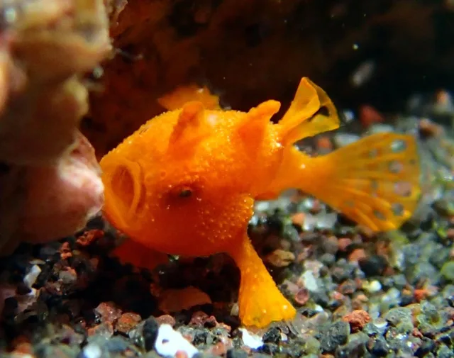 伊豆・大瀬崎でのダイビング：水中のオレンジ色の小さな魚