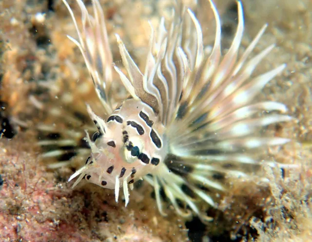 伊豆・大瀬崎でのダイビング：水中で撮影したひれの大きな魚