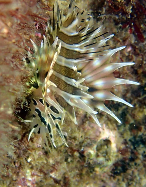 伊豆・大瀬崎でのダイビング：水中で撮影したひれの大きな魚