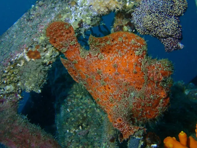 伊豆・大瀬崎でのダイビング：海底で観察した魚
