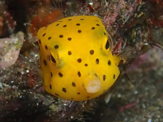 伊豆・大瀬崎でのダイビング：水中の黄色い斑点模様の魚