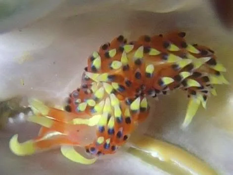 伊豆・大瀬崎でのダイビング：水中の小さな生き物の接写