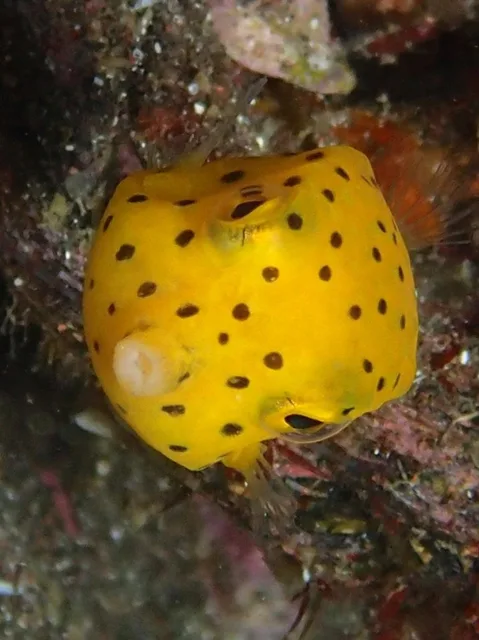 水中の黄色い斑点模様の魚
