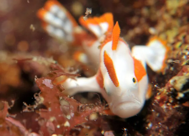 水中で撮影したウミウシ