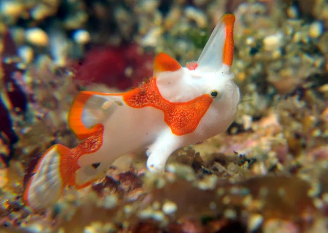 水中で撮影したウミウシ