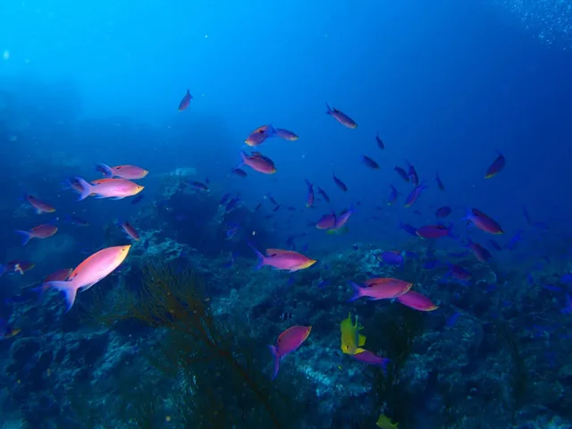 サンゴの周りを泳ぐ魚の群れ