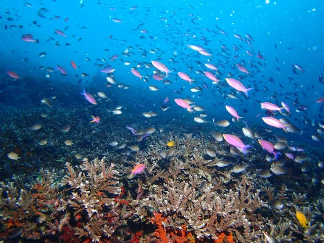 海底のサンゴと魚の群れ