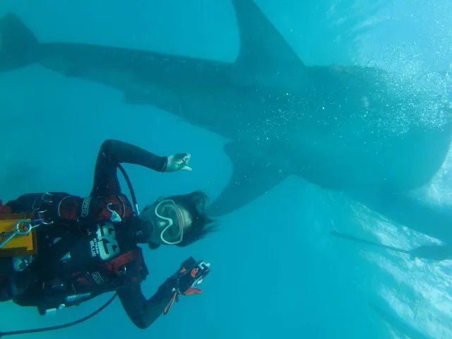 大きな魚と泳ぐダイバー