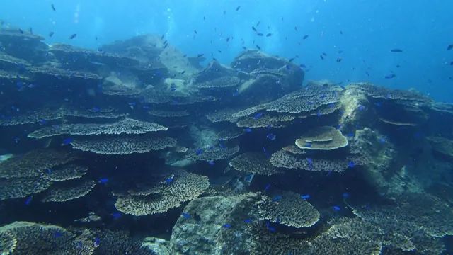 海神丸での海底に広がるサンゴ