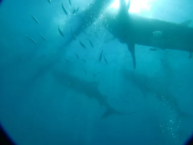 魚と泳ぐ水中のダイバー