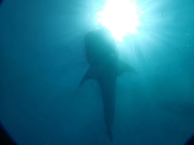 水面の光を背景に泳ぐダイバー