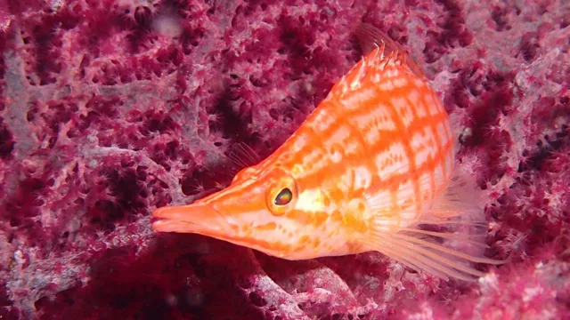 海神丸での水中で撮影した魚の接写