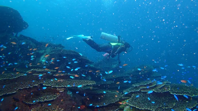 海神丸での水中や海辺で撮影したダイビングの記録