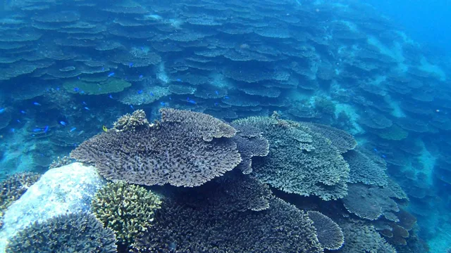海神丸での海底のサンゴと泳ぐ魚
