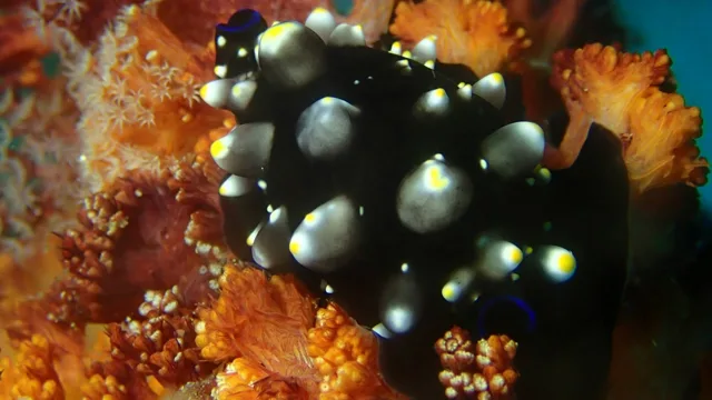 海神丸での水中で撮影した黒い模様のウミウシ