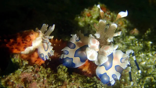 海神丸での水中で撮影した模様のあるウミウシ