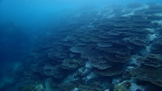 海神丸での海底に広がるサンゴの風景