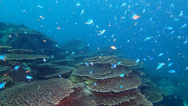 海神丸での海底のサンゴと泳ぐ魚