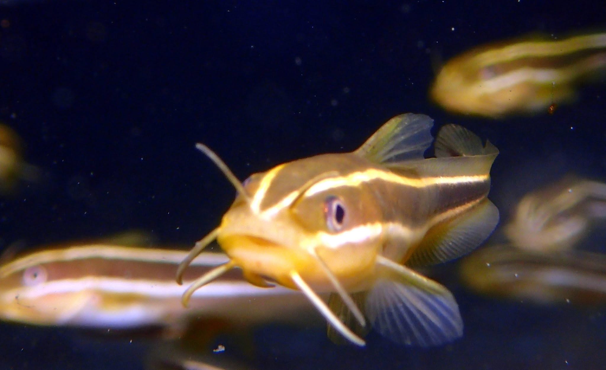 2016年11月15日(投稿日) / ダイビング中に見られる海の生き物