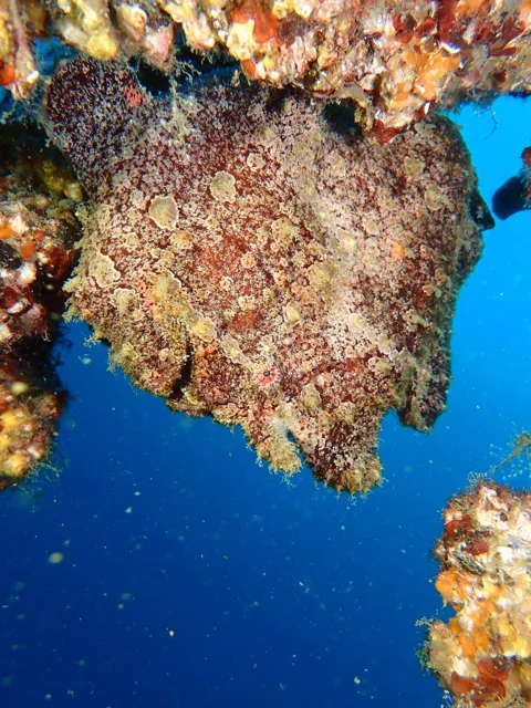 ダイビング中に見られる海の生き物