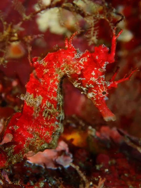 八幡野ダイビングセンターでのダイビング中に見られる海の生き物