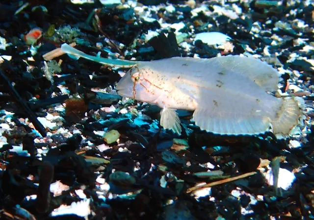 八幡野ダイビングセンターでのダイビング中に見られる海の生き物