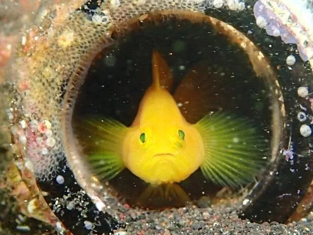 ダイビング中に見られる海の生き物
