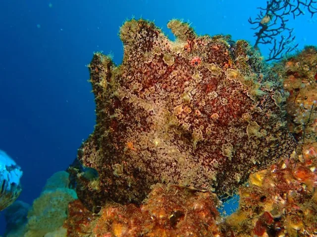 ダイビング中に見られる海の生き物