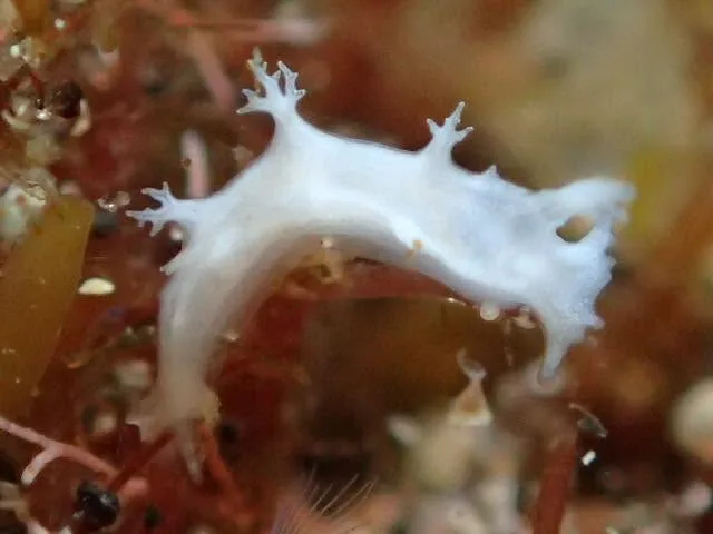 ダイビング中に見られる海の生き物