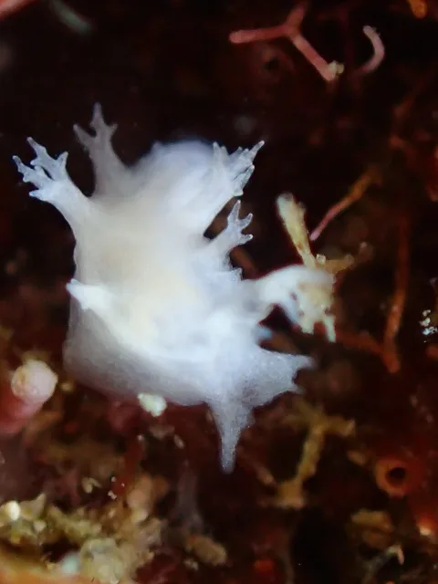 ダイビング中に見られる海の生き物