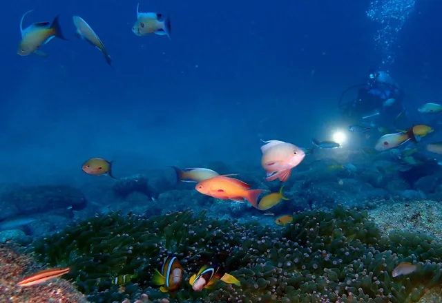 ダイビング中に見られる海の生き物