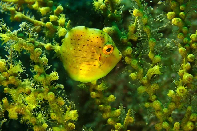 伊豆・大瀬崎でのダイビング:ダイビング中に見られる海の生き物