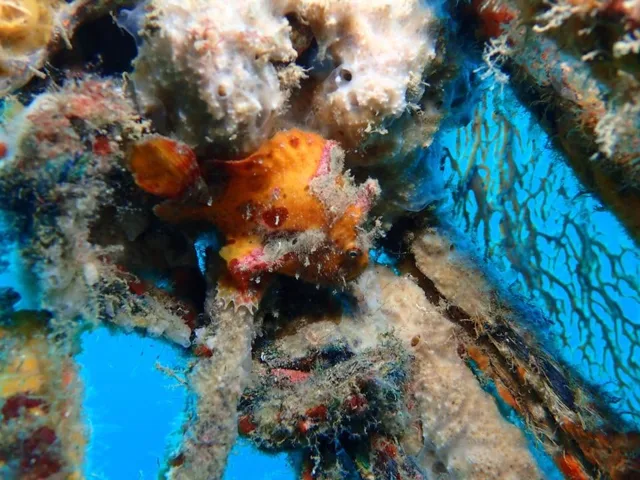 ダイビング中に見られる海の生き物