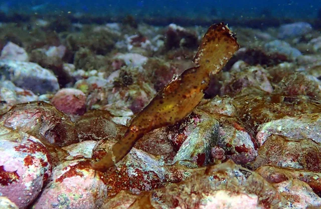 ダイビング中に見られる海の生き物
