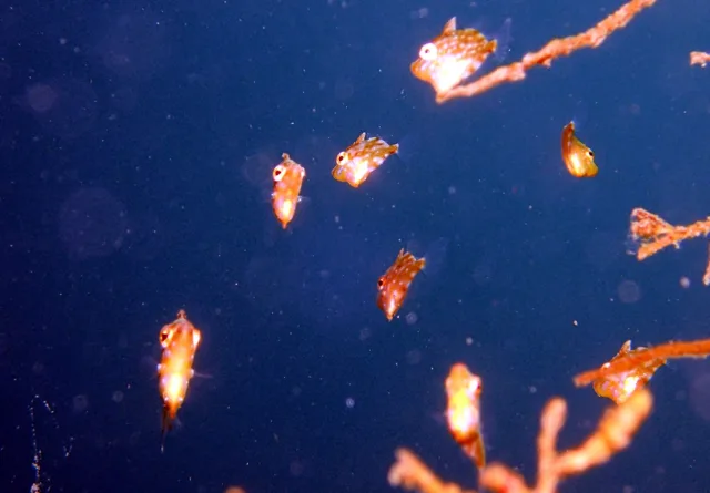 ダイビング中に見られる海の生き物