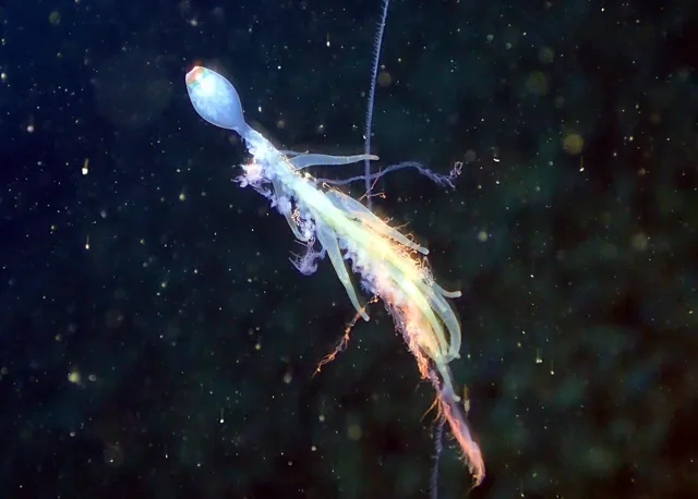 ダイビング中に見られる海の生き物