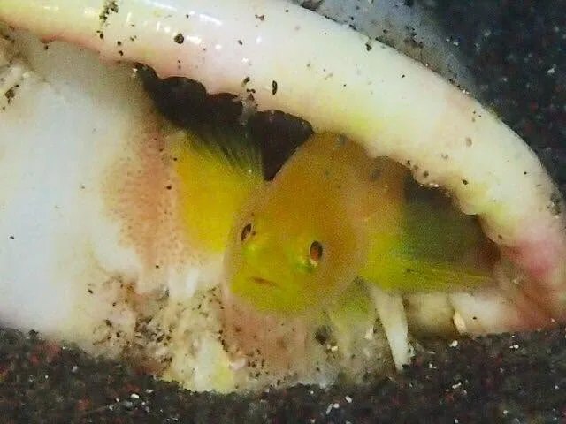 ダイビング中に見られる海の生き物
